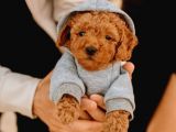 Show Kalite Safkan Toy Poodle İsteyenlere Özel