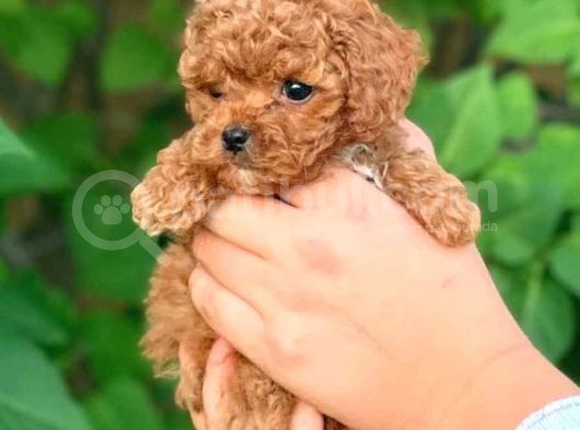 Show Kalite Safkan Toy Poodle İsteyenlere Özel görsel