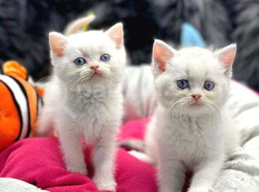 British Shorthair White