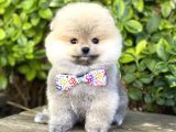 Orjinal Pomeranian Teddy Bear