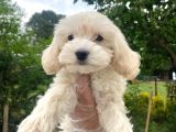 Güzel Maltipoo Bebeklerimiz  :)