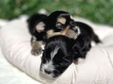 Anne Altından Gerçek Morkie Yavrularımız