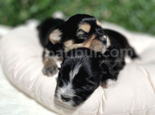 Anne Altından Gerçek Morkie Yavrularımız görsel