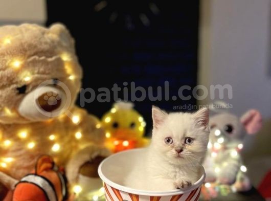 British Shorthair White görsel