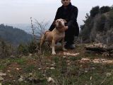 2 Dişi Bir Erkek