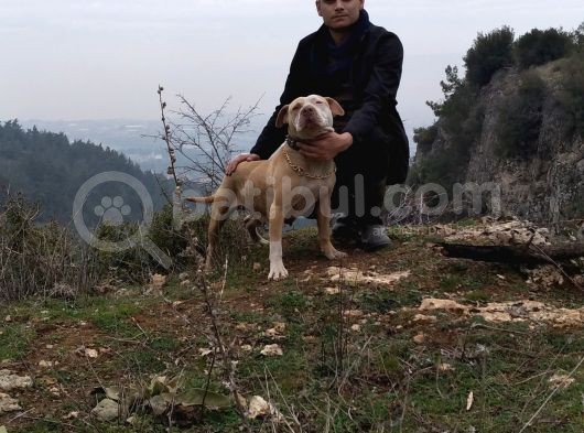 2 Dişi Bir Erkek görsel