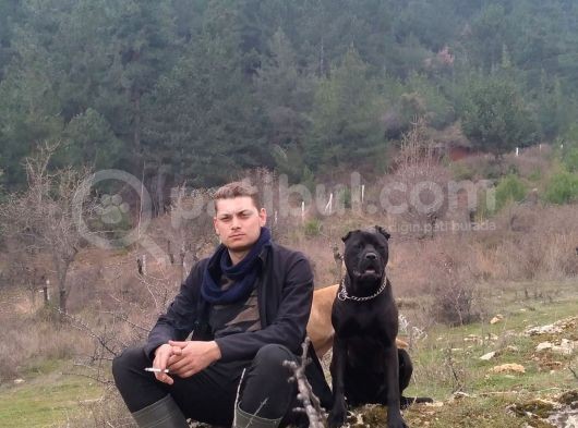 2 Dişi Bir Erkek görsel