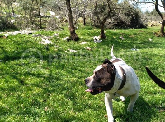 2 Dişi Bir Erkek görsel