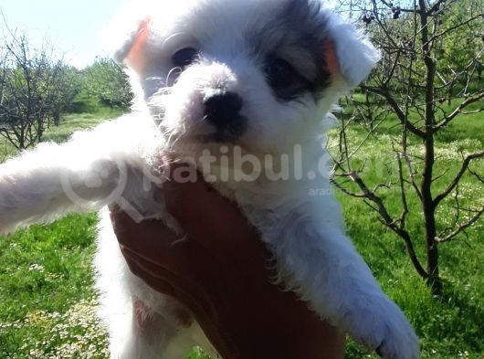 Rezerveye Açık Morkie Yavrular görsel