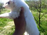 Rezerveye Açık Morkie Yavrular