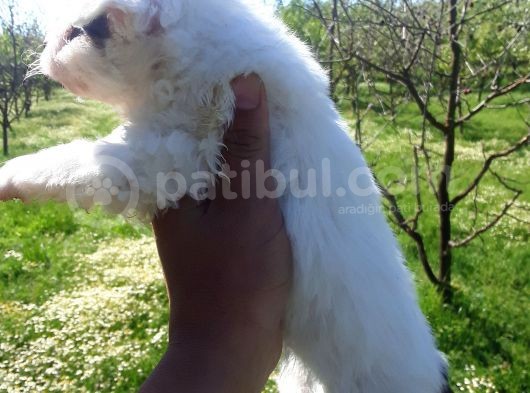 Rezerveye Açık Morkie Yavrular görsel