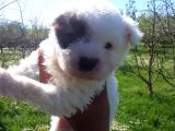 Rezerveye Açık Morkie Yavrular