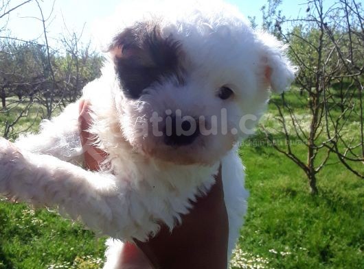 Rezerveye Açık Morkie Yavrular görsel