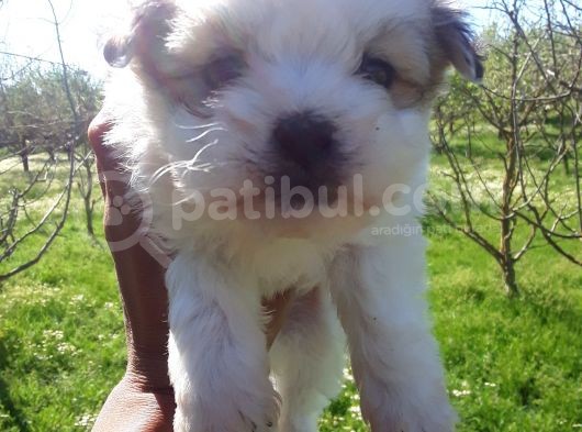 Rezerveye Açık Morkie Yavrular görsel