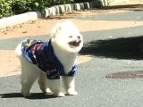 1 Yaşında Erkek Teddy Face Pomerani̇an Boo