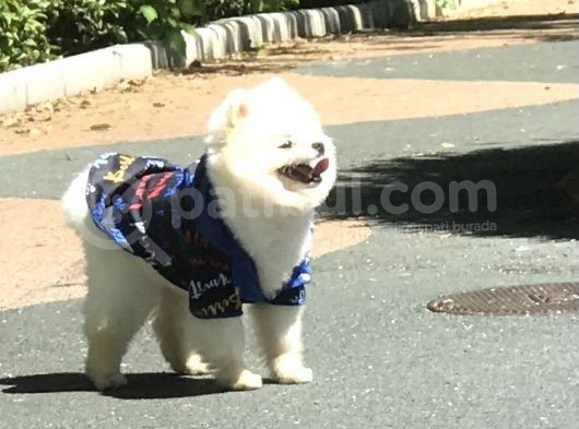 1 Yaşında Erkek Teddy Face Pomerani̇an Boo görsel