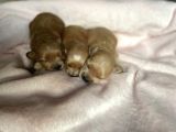 Türkiye’de Tek! Gerçek Malti̇poo . Kore Kanı