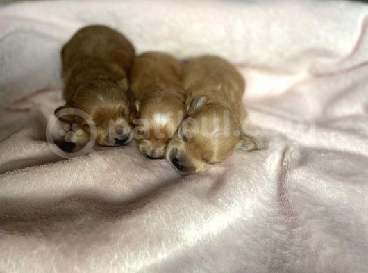 Türkiye’de Tek! Gerçek Malti̇poo . Kore Kanı görsel