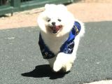 1 Yaşında Erkek Teddy Face Pomerani̇an Boo