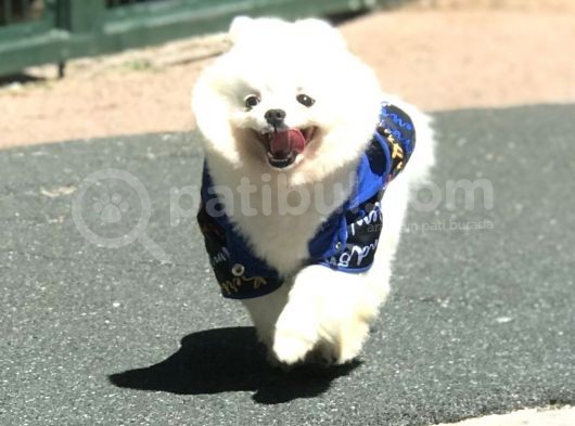 1 Yaşında Erkek Teddy Face Pomerani̇an Boo