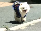 1 Yaşında Erkek Teddy Face Pomerani̇an Boo