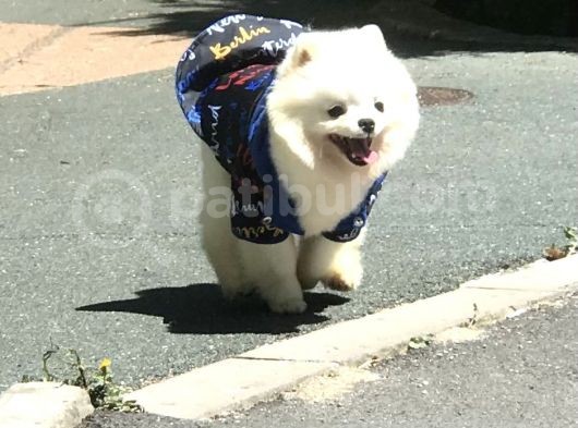 1 Yaşında Erkek Teddy Face Pomerani̇an Boo görsel