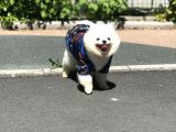 1 Yaşında Erkek Teddy Face Pomerani̇an Boo
