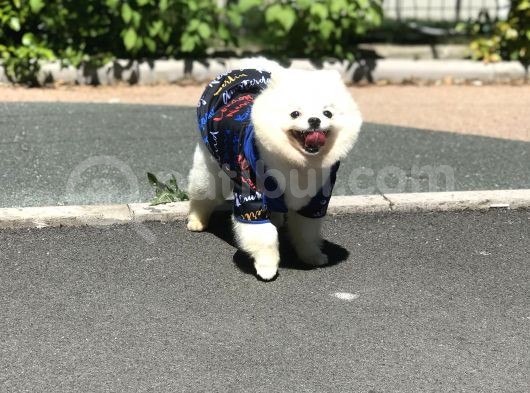 1 Yaşında Erkek Teddy Face Pomerani̇an Boo görsel