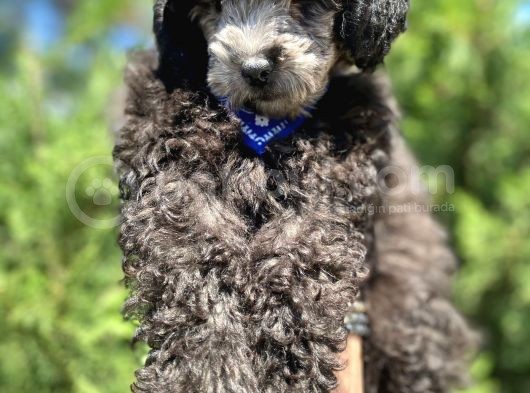 Yakışıklı Silver Poodle Yavrumuz :) görsel