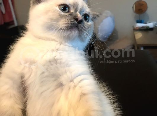 Tatlış Bir Bebiş görsel