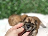 Anne Altından Gerçek Morkie Yavrularımız