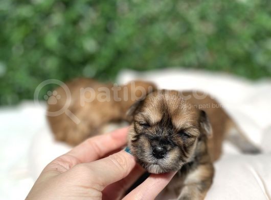 Anne Altından Gerçek Morkie Yavrularımız görsel