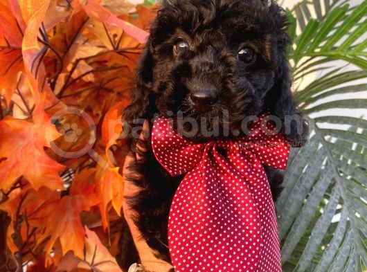 Micro Chipli Pasaportlu Toy Poodle Yavrular Siyah Inci görsel