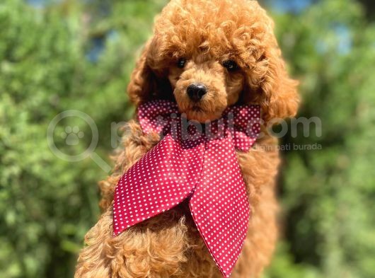 Micro Chipli Pasaportlu Red Toy Poodle Yakışıklı Yavrumuz