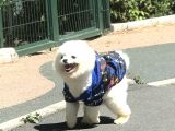 1 Yaşında Erkek Teddy Face Pomerani̇an Boo