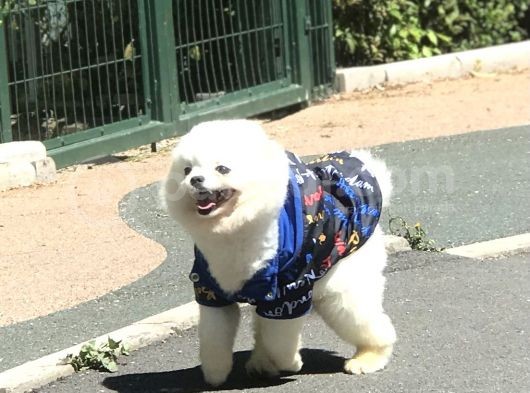 1 Yaşında Erkek Teddy Face Pomerani̇an Boo görsel