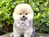 Orjinal Pomeranian Teddy Bear