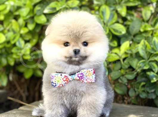 Orjinal Pomeranian Teddy Bear görsel
