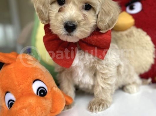 Sevimli Maltipoo Bebekler :) görsel