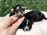 Anne Altından Gerçek Morkie Yavrularımız