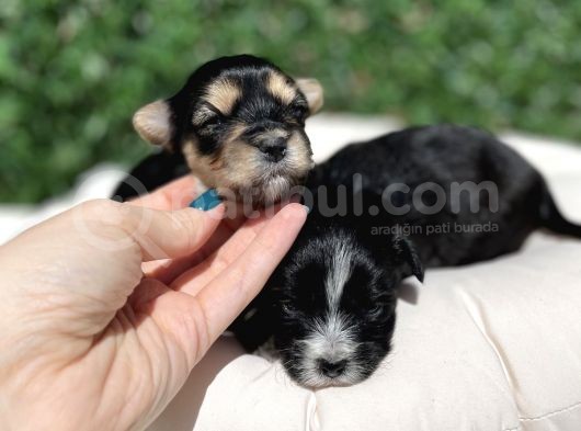 Anne Altından Gerçek Morkie Yavrularımız görsel
