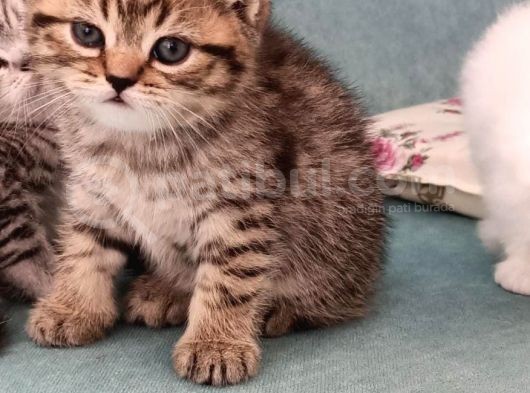 Bebek Yüzlü Scotish Fold Minik Yavrumuza Yuva Arıyoruz görsel
