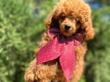 Yakışıklı Red Toy Poodle Yavrumuz :)