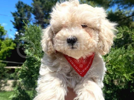Sevimli Maltipoo Yavrumuz :) görsel