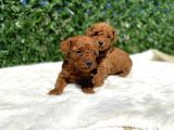 Anne Altından Gerçek Toy Poodle