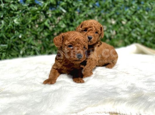 Anne Altından Gerçek Toy Poodle