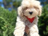 Sevimli Maltipoo Yavrumuz :)