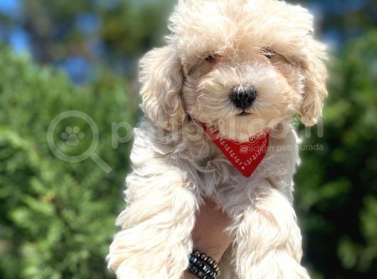Sevimli Maltipoo Yavrumuz :) görsel