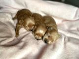 Türkiye’de TEK! Gerçek MALTİPOO . Kore kanı