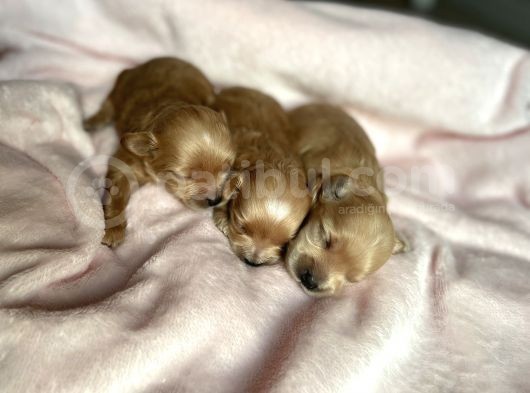 Türkiye’de Tek! Gerçek Malti̇poo . Kore Kanı